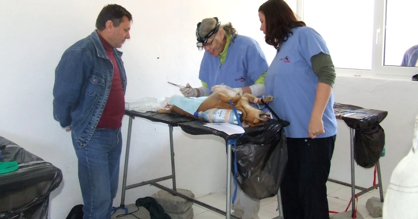 Voluntarii au sterilizat peste o sută de maidanezi