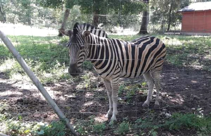 Grădina Zoologică din Timişoara FOTO Ş.Both