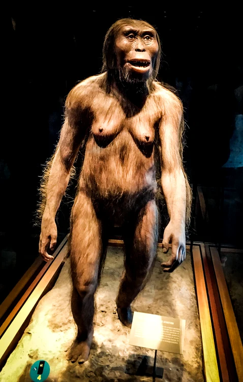 Reconstrucție probabilă a femelei Lucy FOTO wikipedia