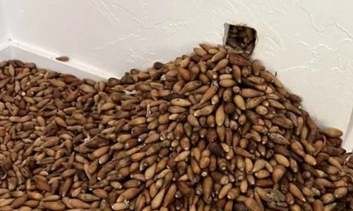 ghinda casa sua jpg
