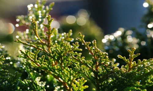 1 78997 original jpg jpeg