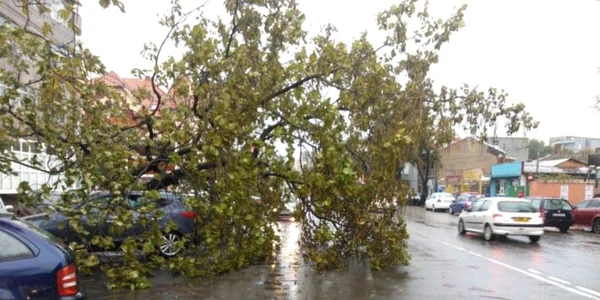 Copac doborat de furtuna pe strada Ritmului in Bucuresti FOTO Facebook Liviu Iolu