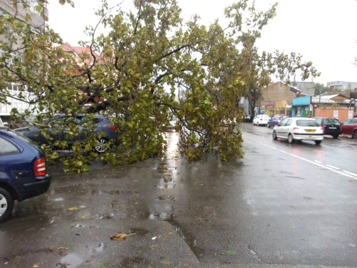 Copac doborat de furtuna pe strada Ritmului in Bucuresti FOTO Facebook Liviu Iolu