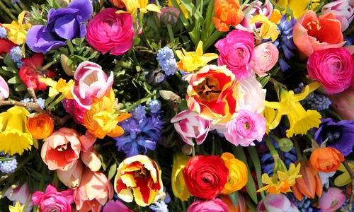 flori shutterstock 553167952 jpg