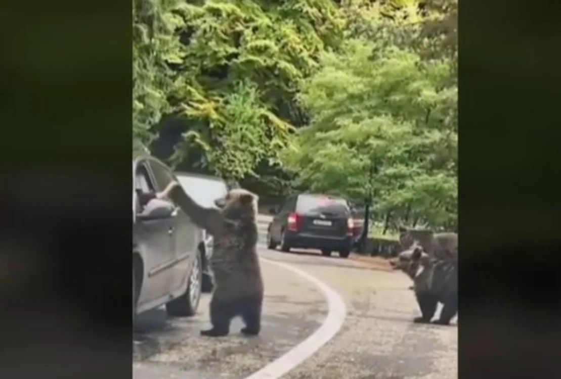 Bărbatul a bătut palma cu ursul. FOTO: Captură video Digi24/ TikTok/ Gabi Iordache 