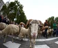 Sărbătoarea Transhumanței Madrid 20 octombrie 2019 Foto EPA EFE