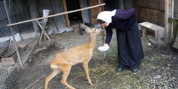 manastire zoo bistrita 2