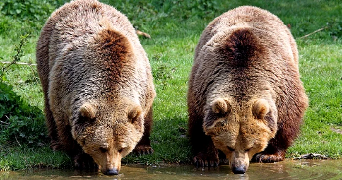 Urşii au atacat în dese rânduri animalele din gospodăriile sătenilor FOTO Arhivă