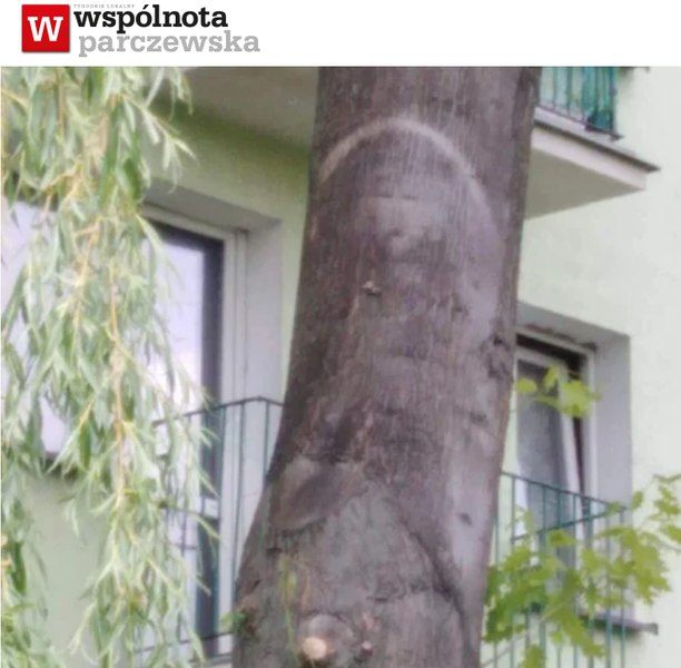 Apariție stranie pe trunchiul unui copac. Credincioșii cred că e chipul lui Iisus, preoții spun că seamănă cu Conchita Wurst