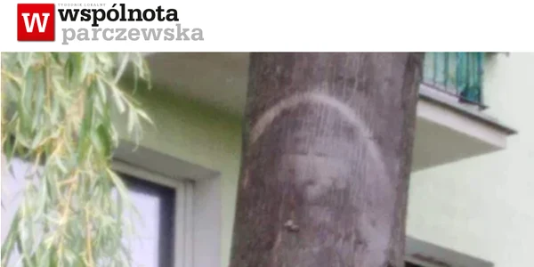 aparitie bizara pe scoarta unui copac din Polonia FOTO Tomasz Golonko Twitter png