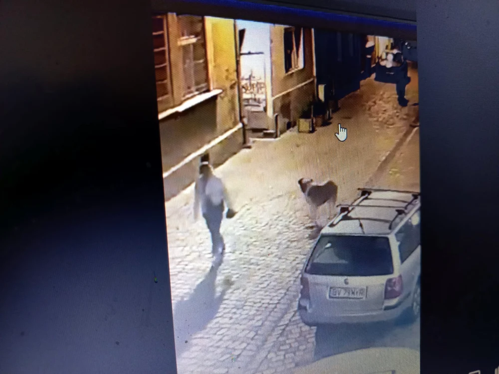 O femeie care se plimba cu câinele prin Brașov s-a întâlnit cu ursul FOTO Captură video