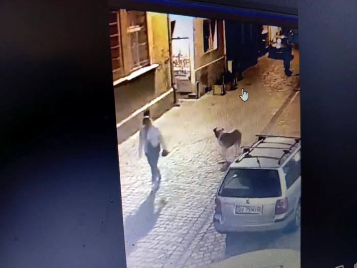 O femeie care se plimba cu câinele prin Brașov s-a întâlnit cu ursul FOTO Captură video
