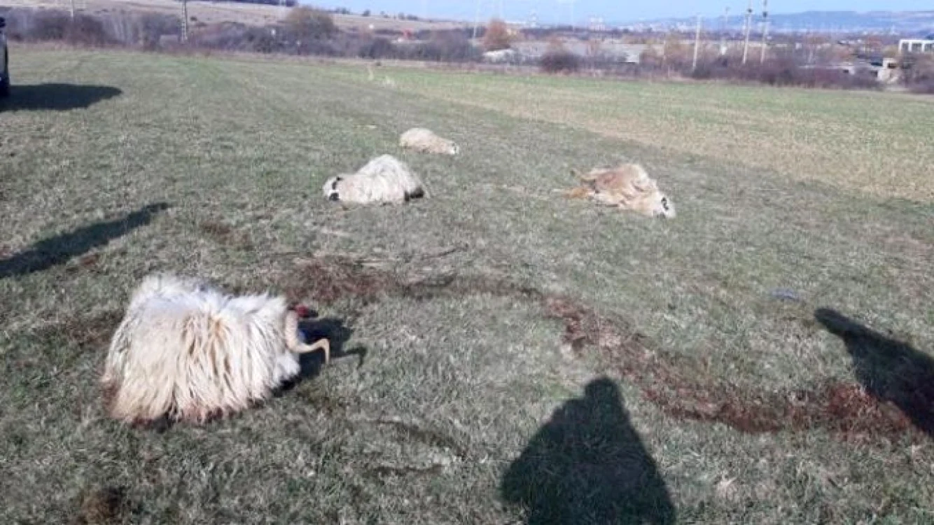Zeci de animale au fost ucise FOTO Agrointel