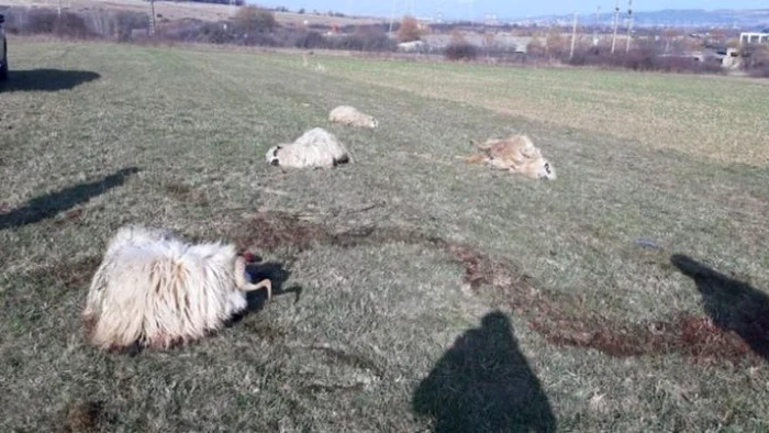 Zeci de animale au fost ucise FOTO Agrointel