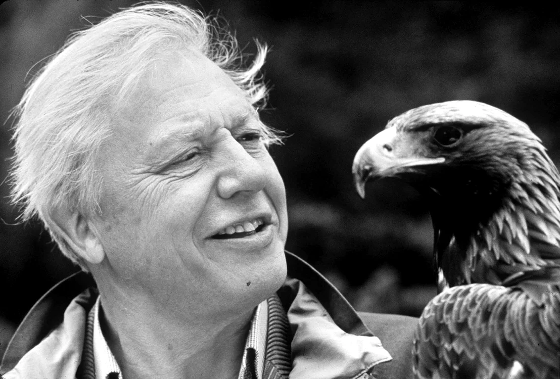 Attenborough cel din spatele ecranului jpeg
