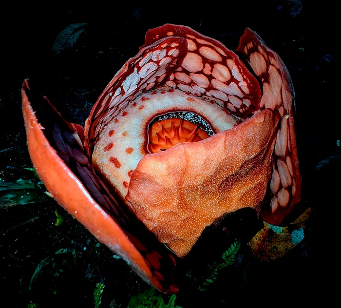 Rafflesia hasseltii, floarea extrem de rară descoperită de cercetători FOTO: Captură video