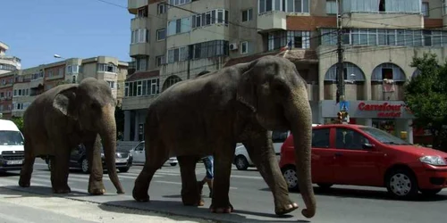 Paradă cu elefanţi pe străzile Constanţei