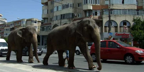 Paradă cu elefanţi pe străzile Constanţei