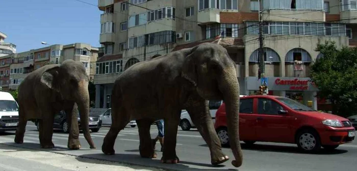 Elefanţii au ieşit la defilare în Constanţa. A venit circul! FOTO S. Ionescu