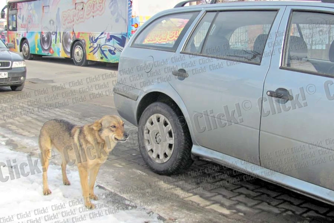 
    „Vulpea” nu se  mişcă de lângă  autoturismul parcat (Foto: Dorin Ţimonea)  