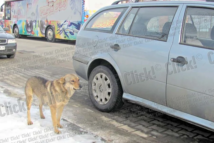 „Vulpea” nu se mişcă de lângă autoturismul parcat (Foto: Dorin Ţimonea)