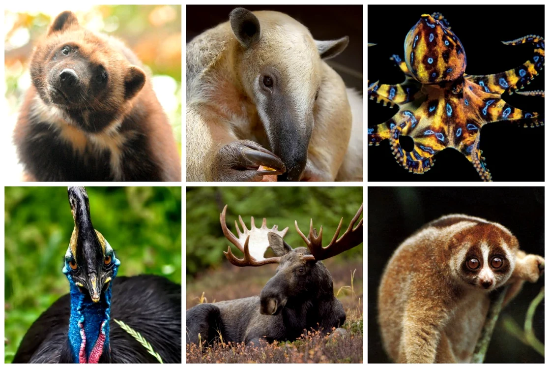 Atacul acestor animale simpatice poate fi letal FOTO colaj google.com