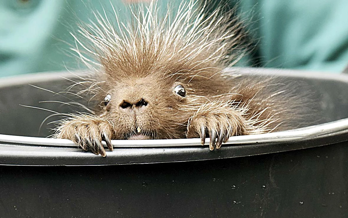 
     Micuţul Kevin  e răsfăţatul  Grădinii Zoologice  din Hamburg  