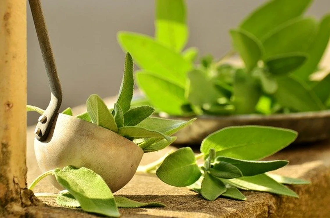 
    Salvia este un adevărat panaceu, o plantă cu efecte benefice la nivel intern și externfoto: pixabay.com  