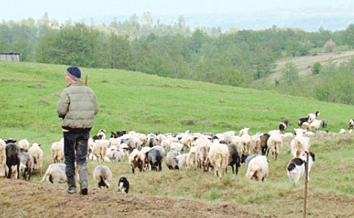 
    Poliţia a reţinut mai mulţi suspecţiFoto: Poliţia Română  