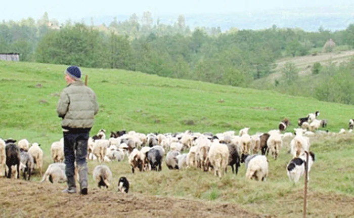 Poliţia a reţinut mai mulţi suspecţiFoto: Poliţia Română