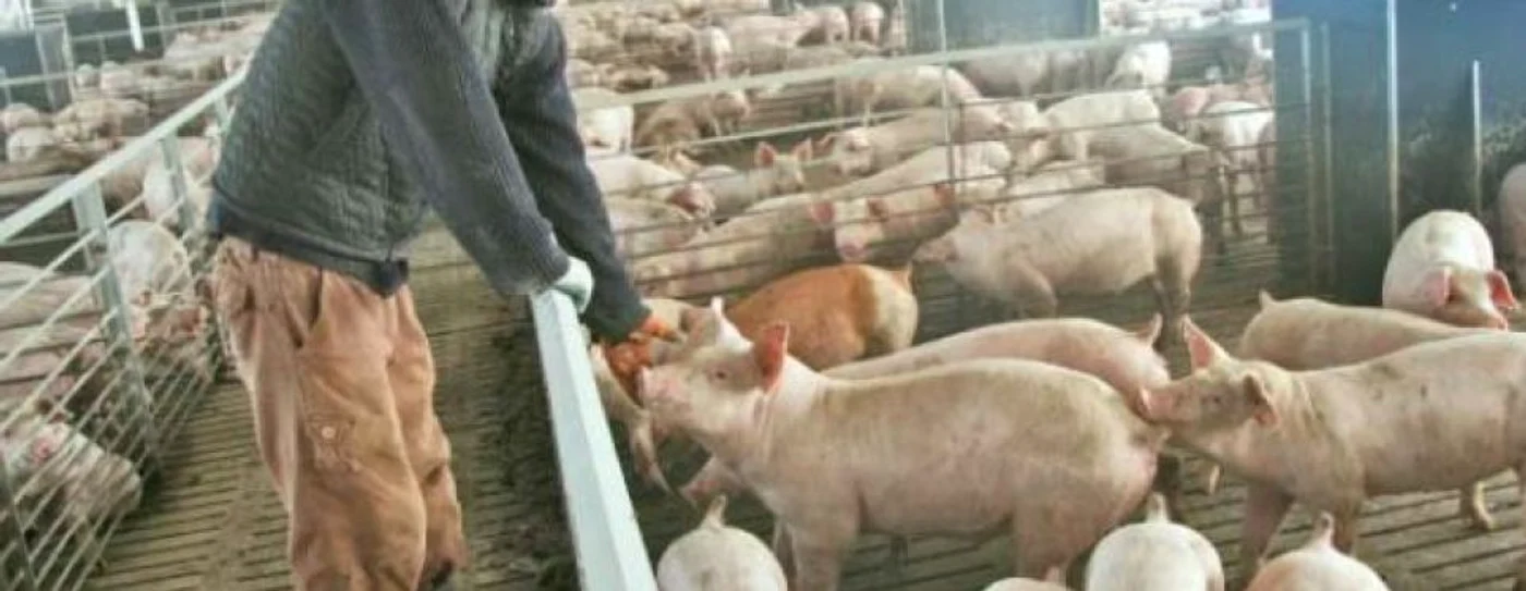 Pesta a făcut ravagii în sud-estul ţării FOTO Adevărul