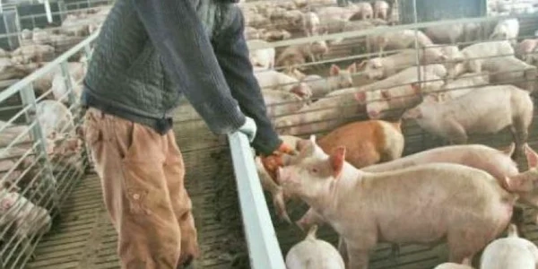 porci