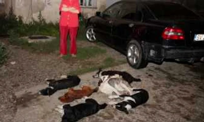 Câinii maidanezi cad seceraţi pe străzile Sucevei