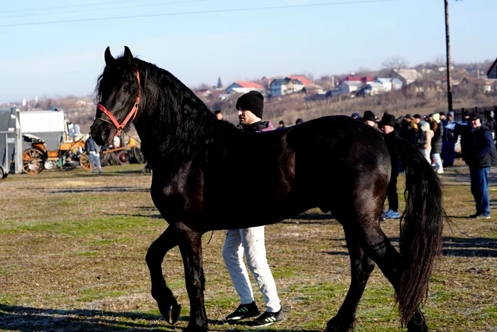 Caii sunt mândria proprietarilor FOTO: Ionelia Nucă