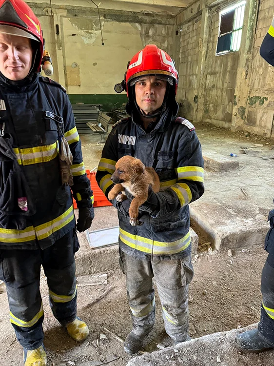 Micul patruped a fost adoptat de către unul dintre pompierii care l-au salvat FOTO ISU Vaslui