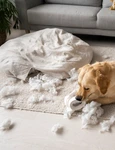 cute dog playing with toilet paper high angle jpg