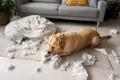 cute dog playing with toilet paper high angle jpg