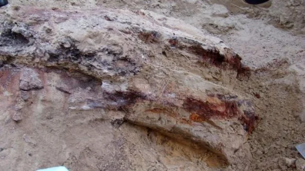 Descoperire fabuloasă la Vaslui Scheletul unui elefant preistoric, scos la lumină după şapte milioane de ani jpeg
