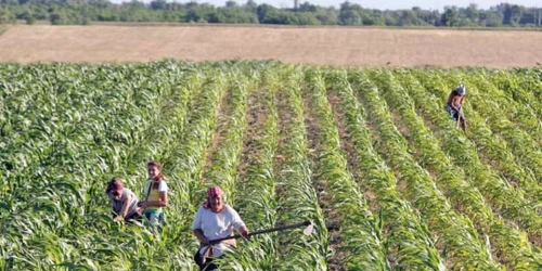 Agricultura a crescut cu aproape 13%  în primele nouă luni din acest an   