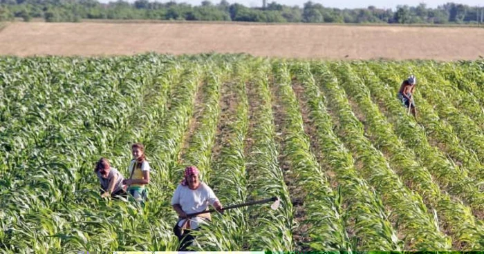 Agricultura a crescut cu aproape 13%  în primele nouă luni din acest an   