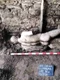 Statuie descoperită în sistemul de canalizare al orașului antic Heraclea Sintica (© Archaeologia Bulgarica)