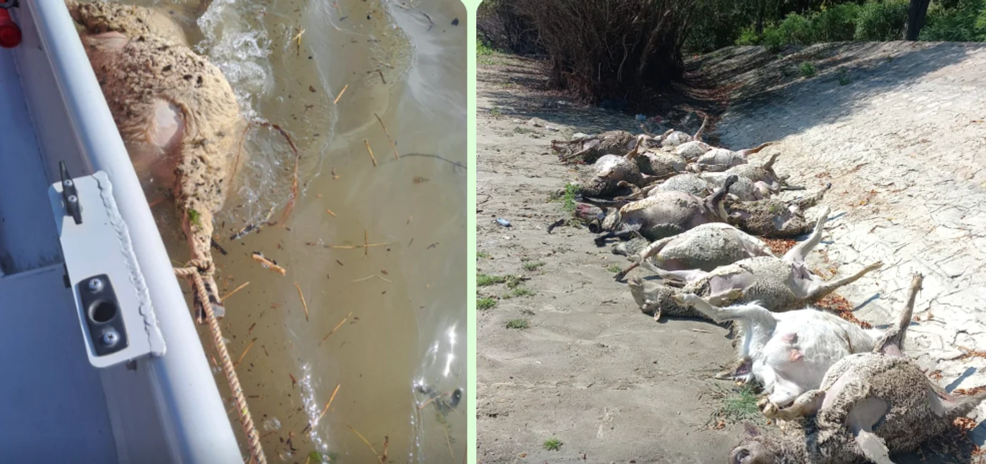 Zeci de animale au murit din cauza inundațiilor. FOTO ISU Galați
