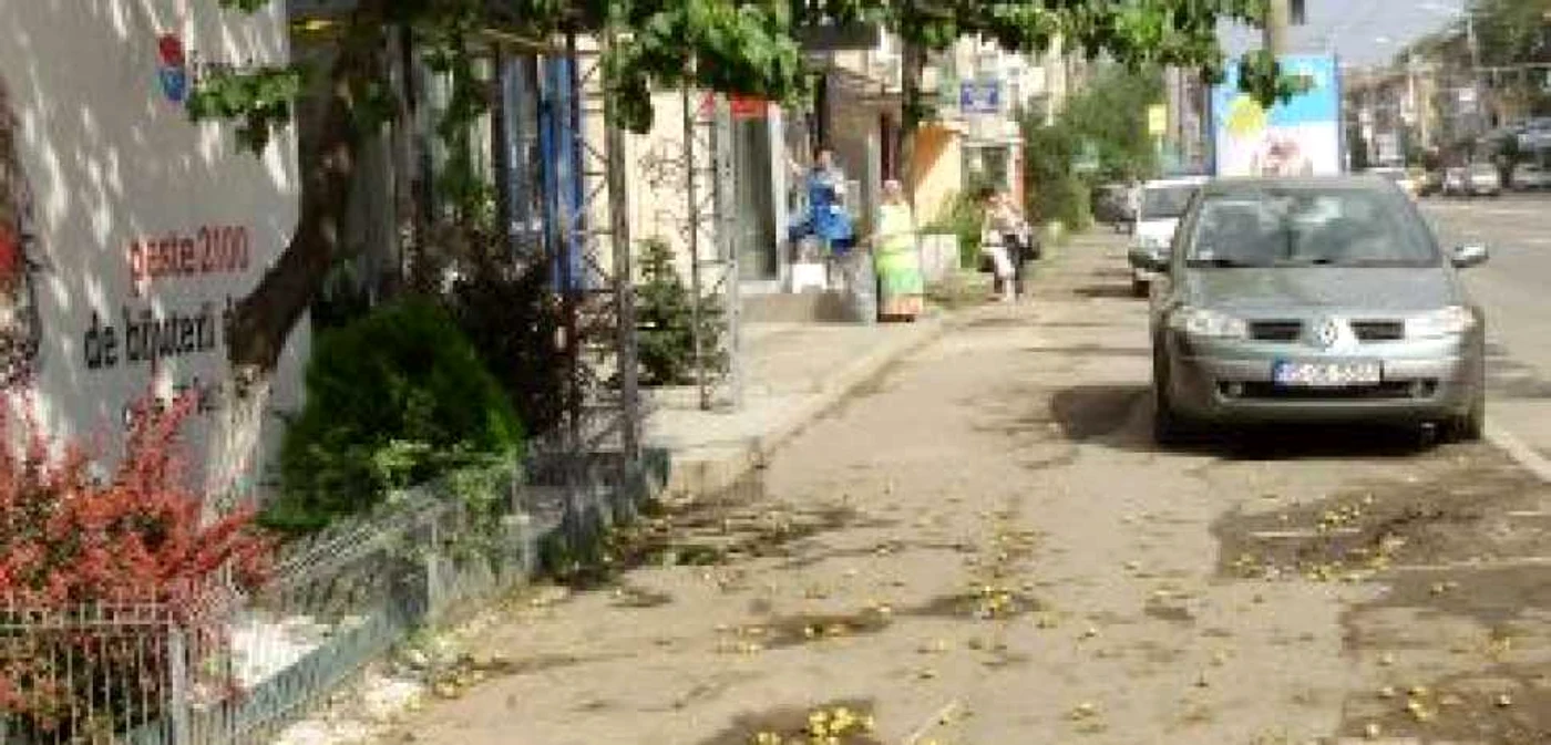 Iaşi: Pomii fructiferi le dau de furcă ieşenilor (VIDEO)