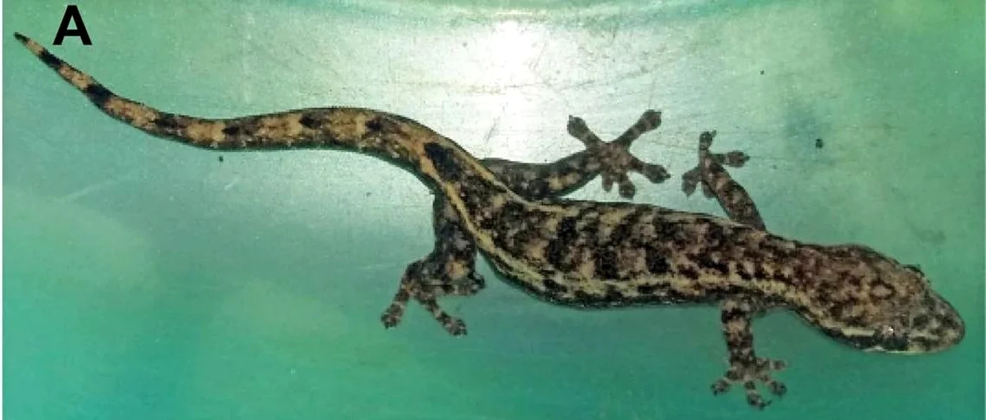 Noua specie de șopârlă descoperită în nordul Vietnamului FOTO Yahoo