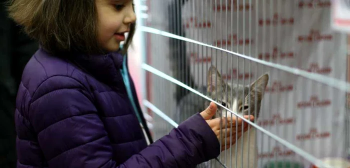 Ediţia de primavară SofistiCAT reuneşte 250 dintre cele mai frumoase feline din diferite ţări. FOTO David Muntean