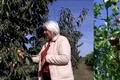 fructul zeilor la dăbuleni jpg
