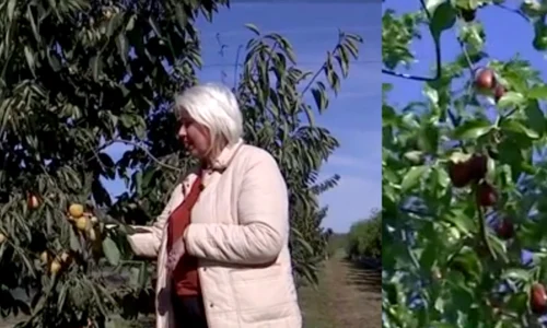 fructul zeilor la dăbuleni jpg