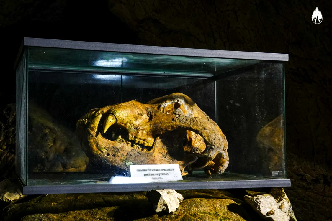 Craniu de urs descoperit în Peştera Ialomiţei din Munţii Bucegi. FOTO: C. S