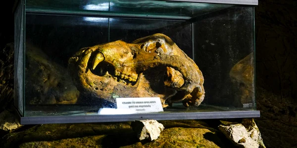 ursii cavernelor