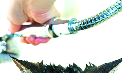 1 46688 original jpg jpeg